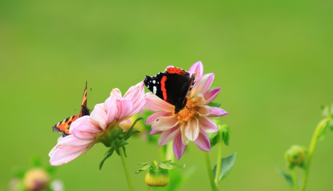 Biodiversity is Critical for the Global Food System: Climate Change, Food Security, and Our Future