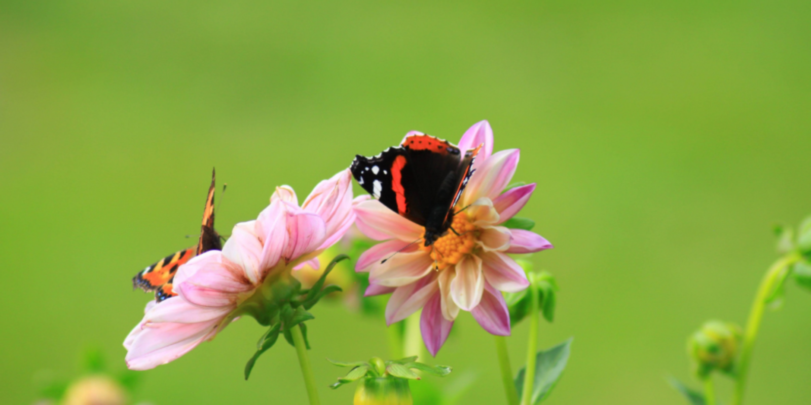 Biodiversity is Critical for the Global Food System: Climate Change, Food Security, and Our Future