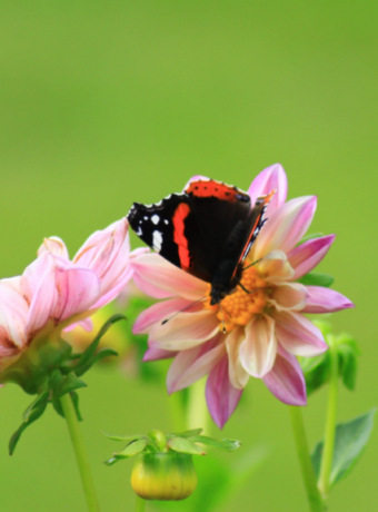 Biodiversity is Critical for the Global Food System: Climate Change, Food Security, and Our Future