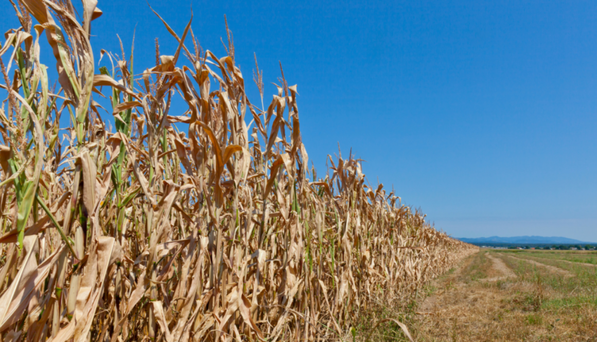 Desertification and it’s impacts on global food production