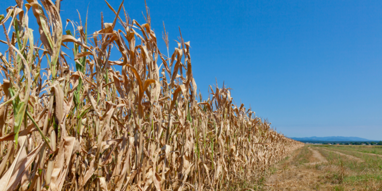 Desertification and it’s impacts on global food production