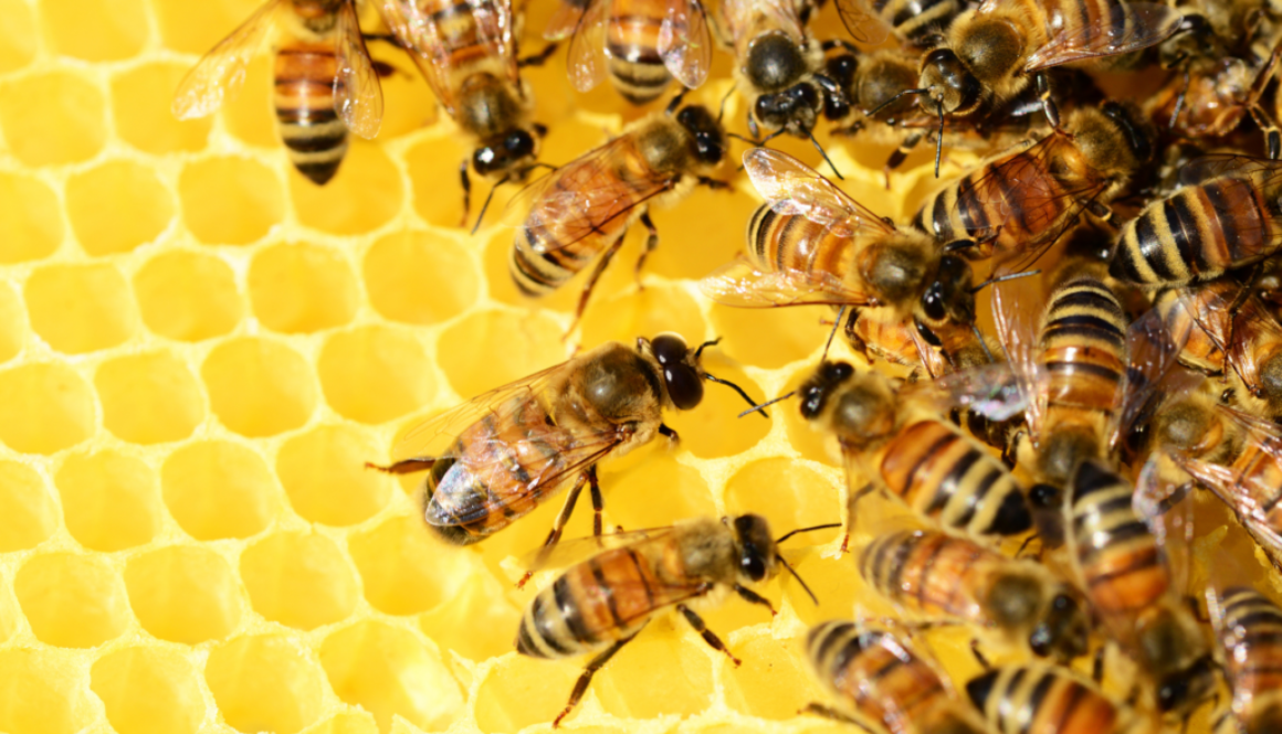 More Than Honey: 5 foods we wouldn’t have without bees