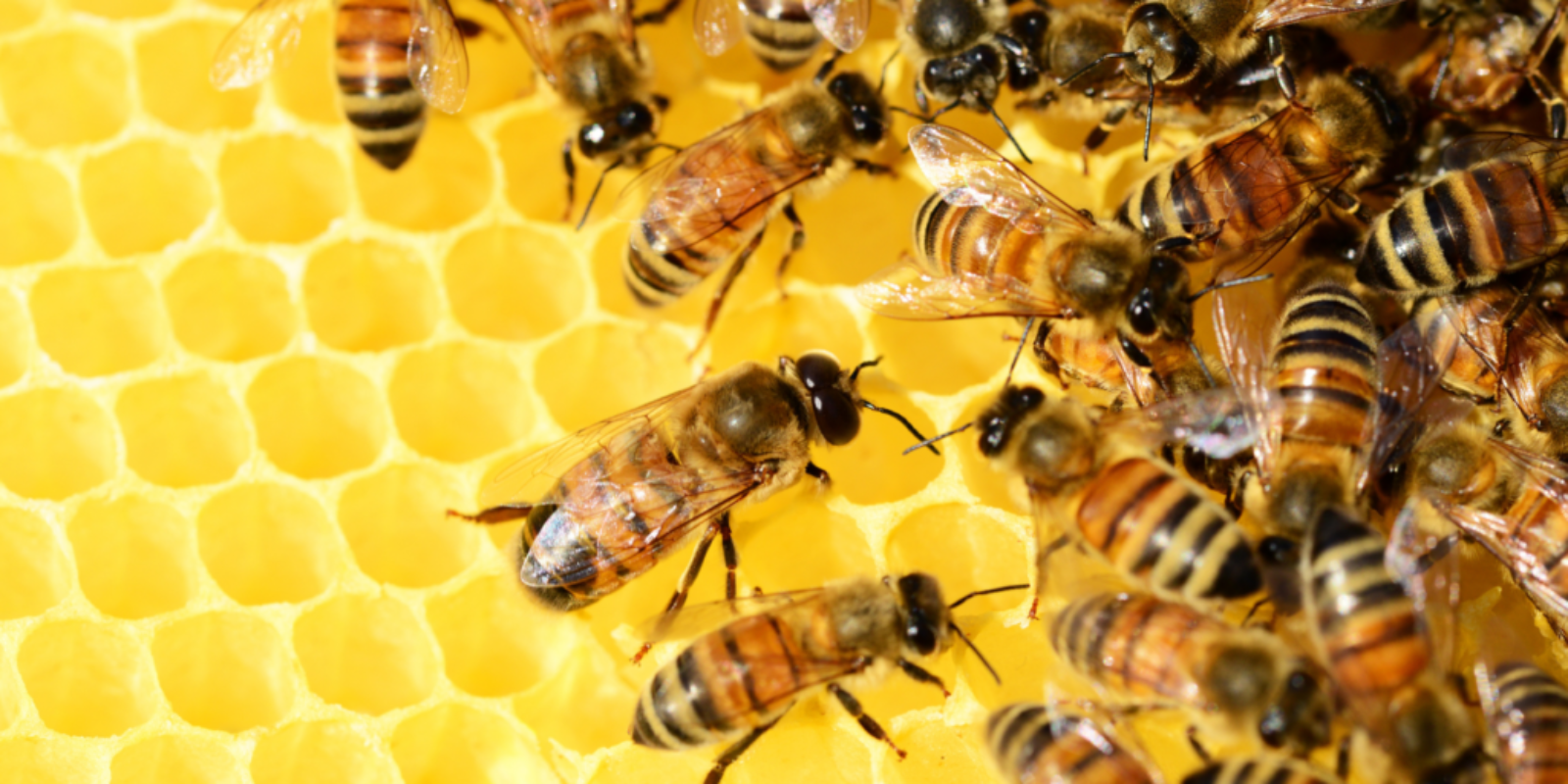 More Than Honey: 5 foods we wouldn’t have without bees