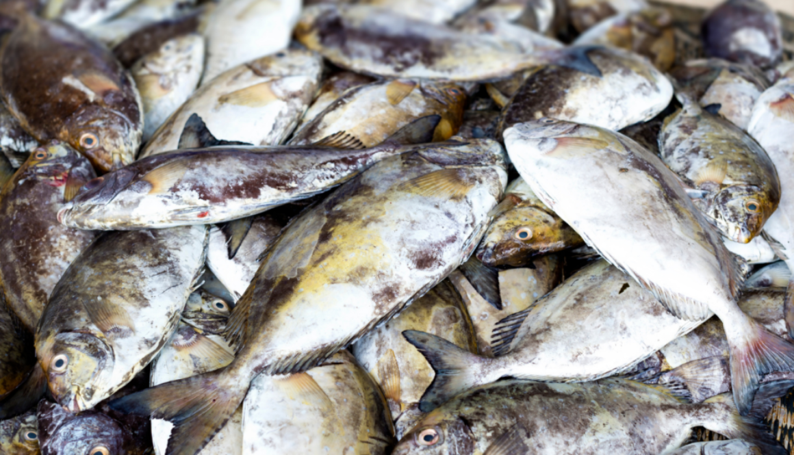 The consequences of overfishing on the global food system