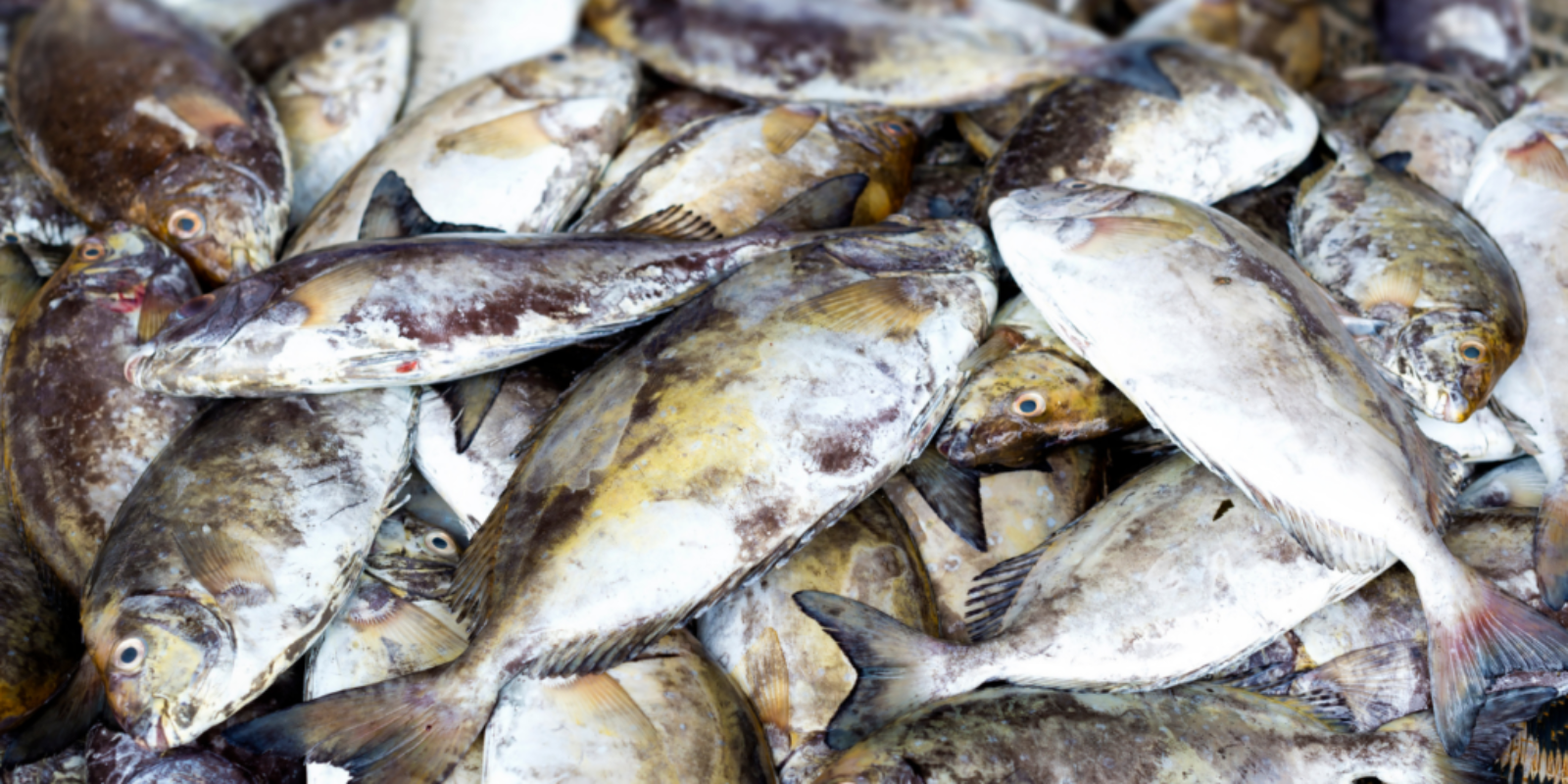 The consequences of overfishing on the global food system