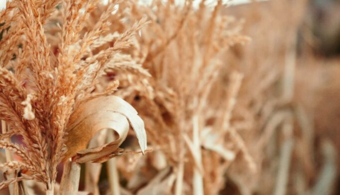 Corn field