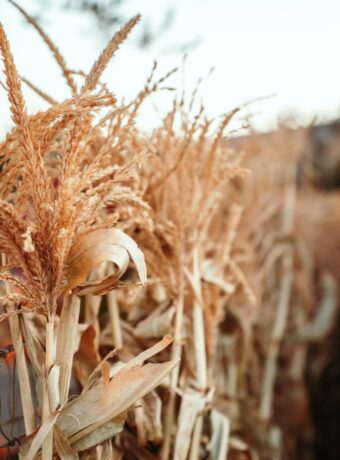 Corn field