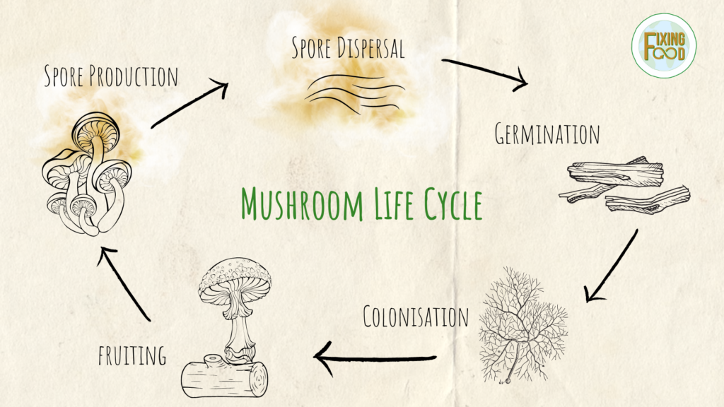 Fungi: the Hidden Ecosystem Heroes - Fixing Food