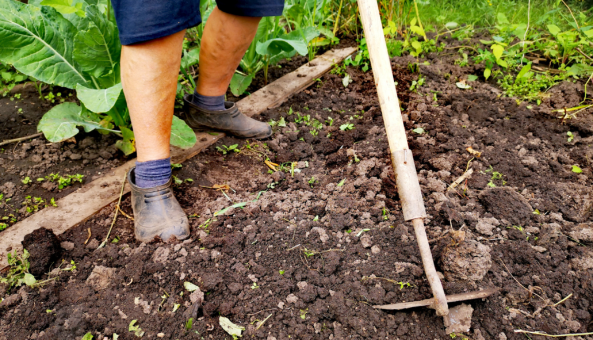 No dig garden