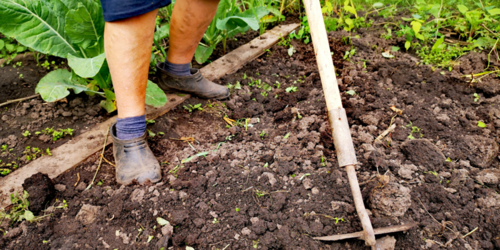 No dig garden