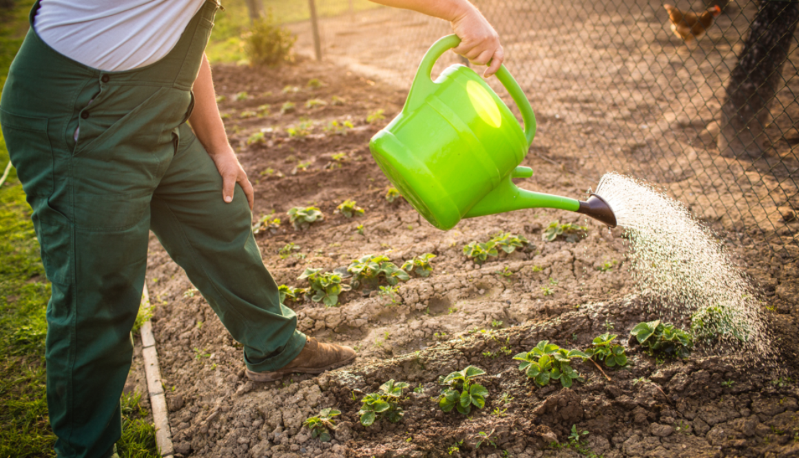 No dig garden