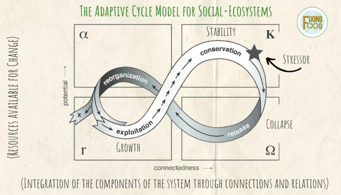 Adaptive cycle model