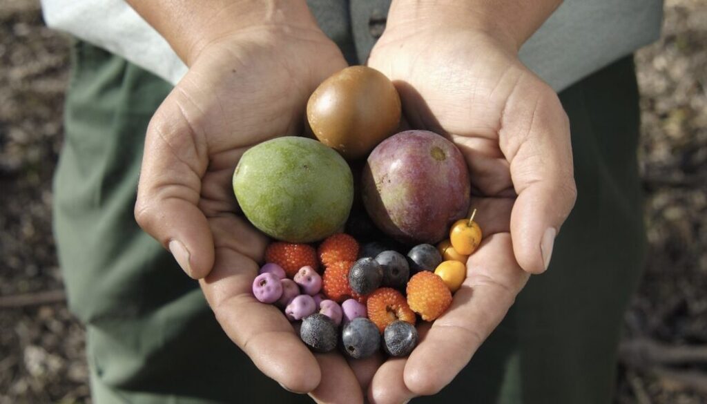 Aboriginal-bush-tucker