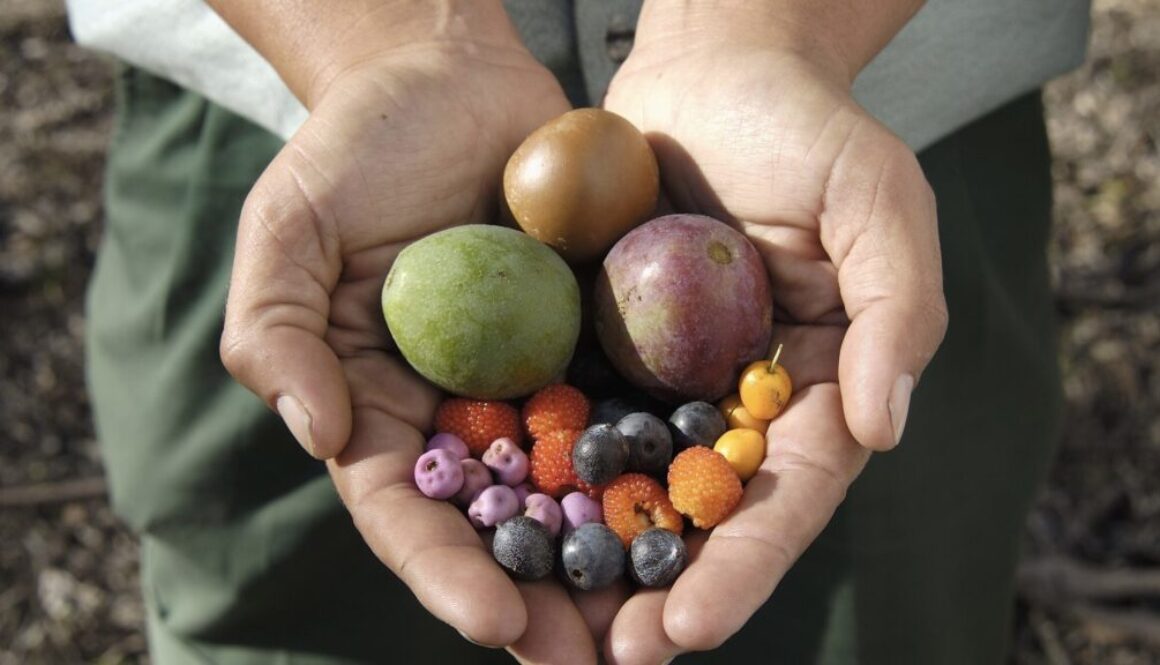 Aboriginal-bush-tucker