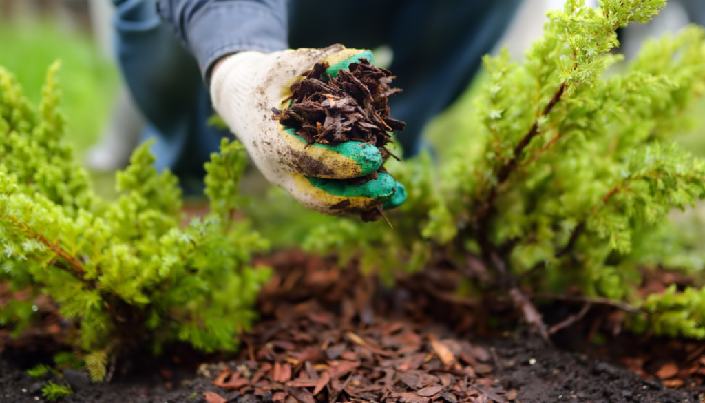 Mulching