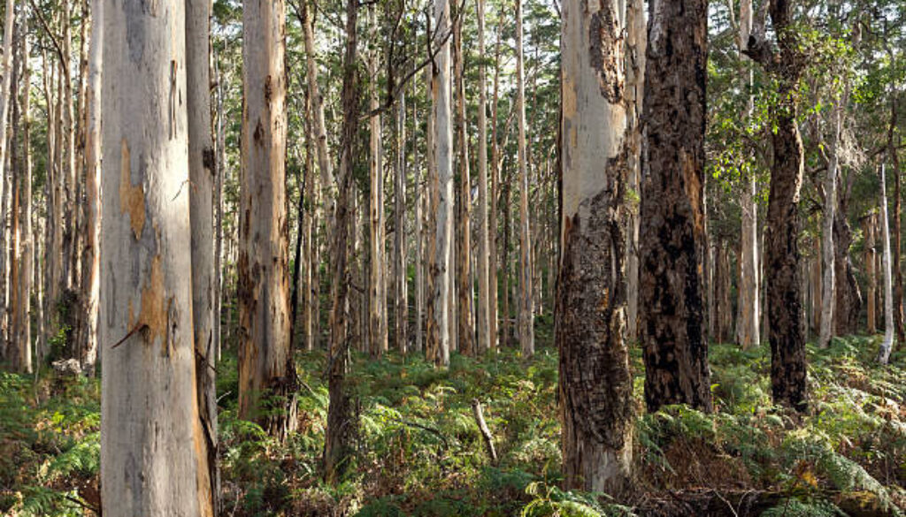 Dense forest in the Margaret River region, Western Australia.