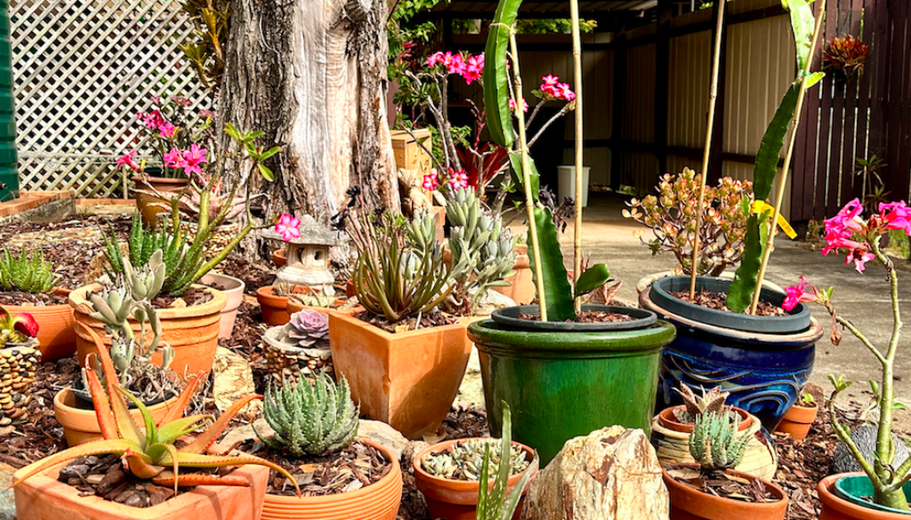 Desert Garden