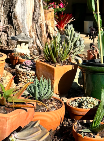 Drought tolerant garden