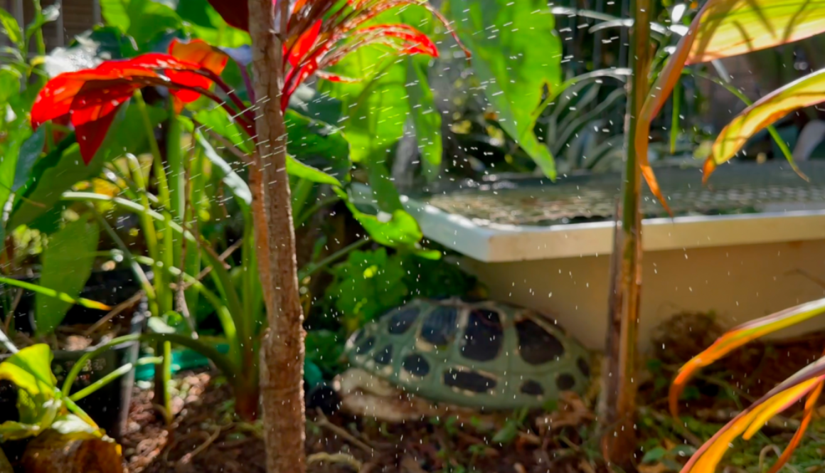 Taro water garden