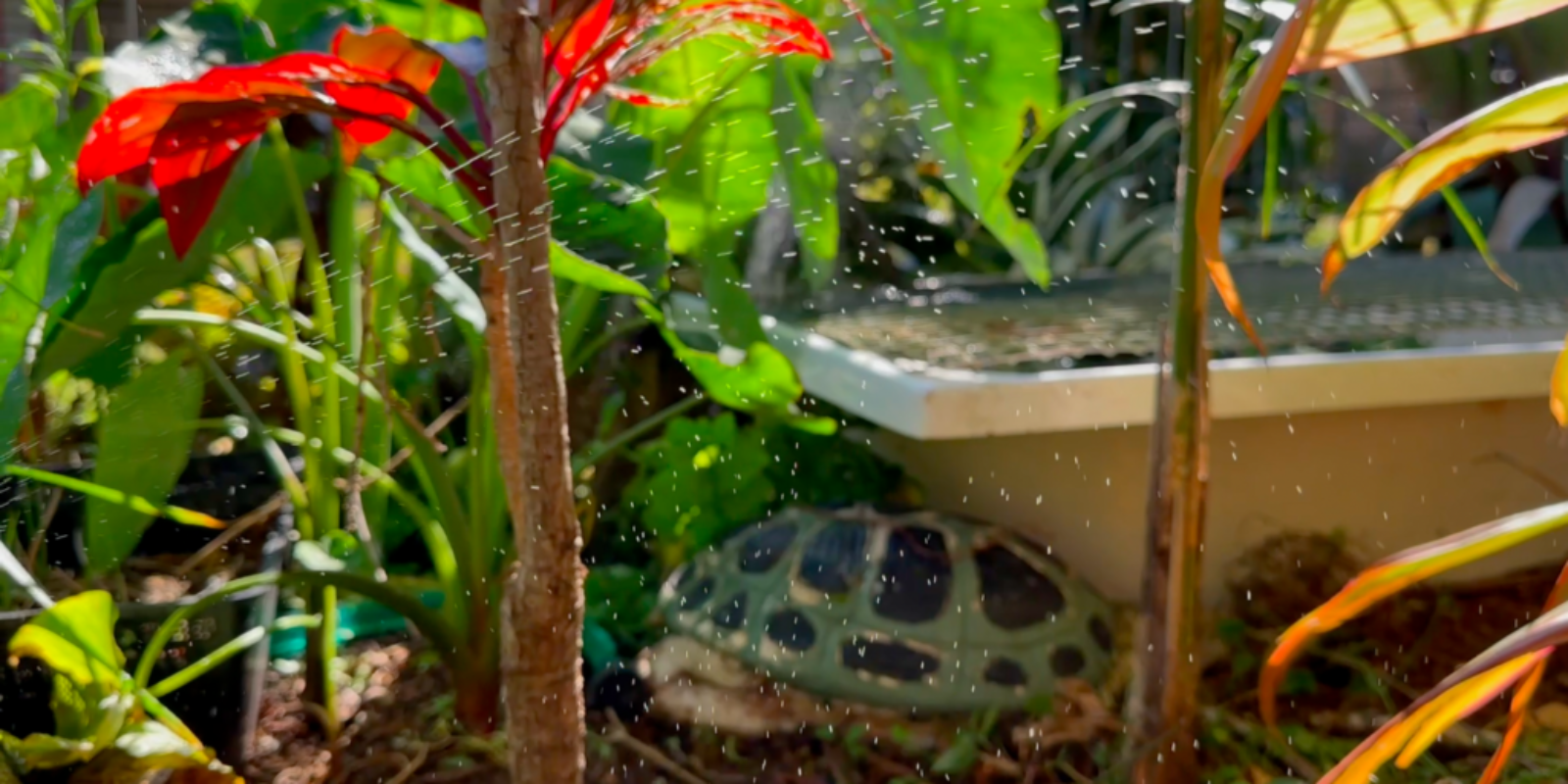 Taro water garden